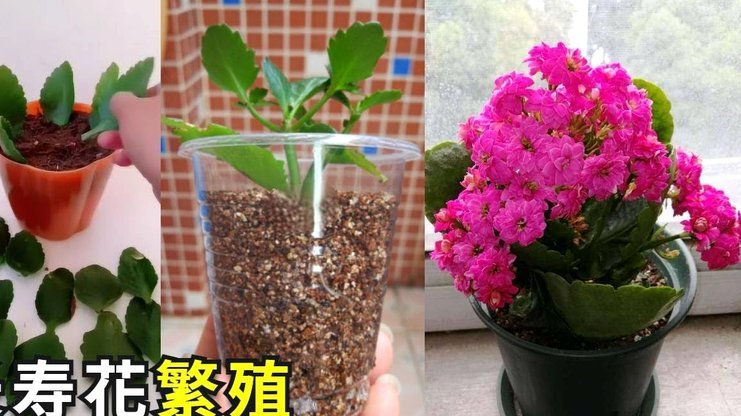 携程拿去花怎么提现秒到