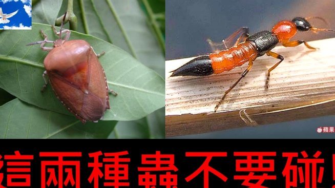 便荔卡包容易通过吗