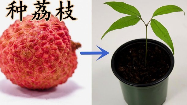 便荔卡包创新取现方式