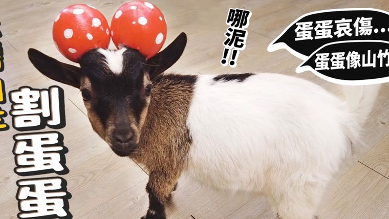 羊小羊套现一般几个点