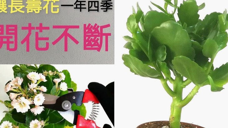 2020套花呗最简单的方法