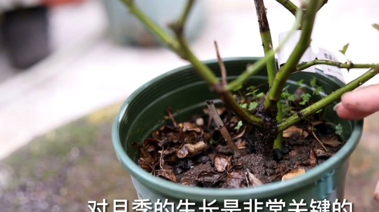 花呗提现全攻略：流程、限制与注意事项一文看懂