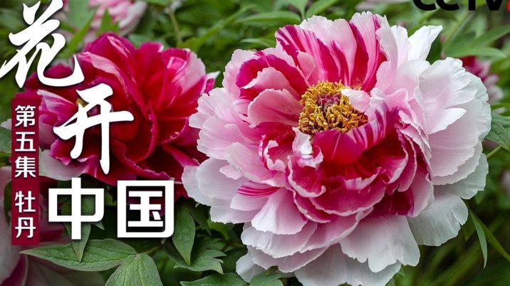 花呗现在叫什么？深入解读背后的品牌升级与战略变化
