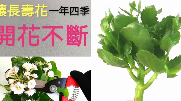 拿去花额度怎么提现 取不出来