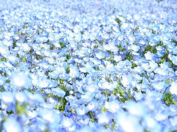 海鸥花呗平台 怎么还款的