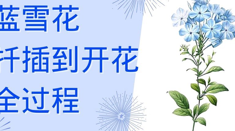 套花呗秒到的平台是什么